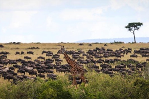 Miujiza ya Wanyamapori: Kutoka Mbuga Tambarare za Afrika hadi Uwanda wa Juu wa Qinghai -Tibet, China